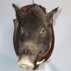 Animal Related Props