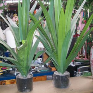 Plants/Rocks & Accessories