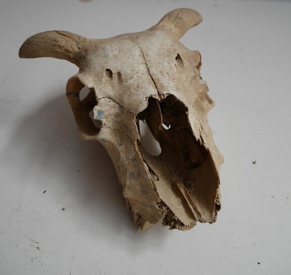 Skulls , Skeletons, Bones & Horns – Prop-A-Ganda
