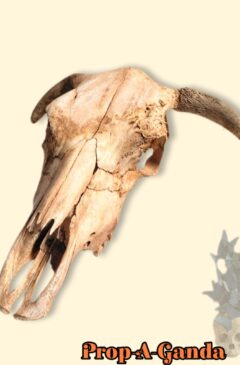 Skulls , Skeletons, Bones & Horns